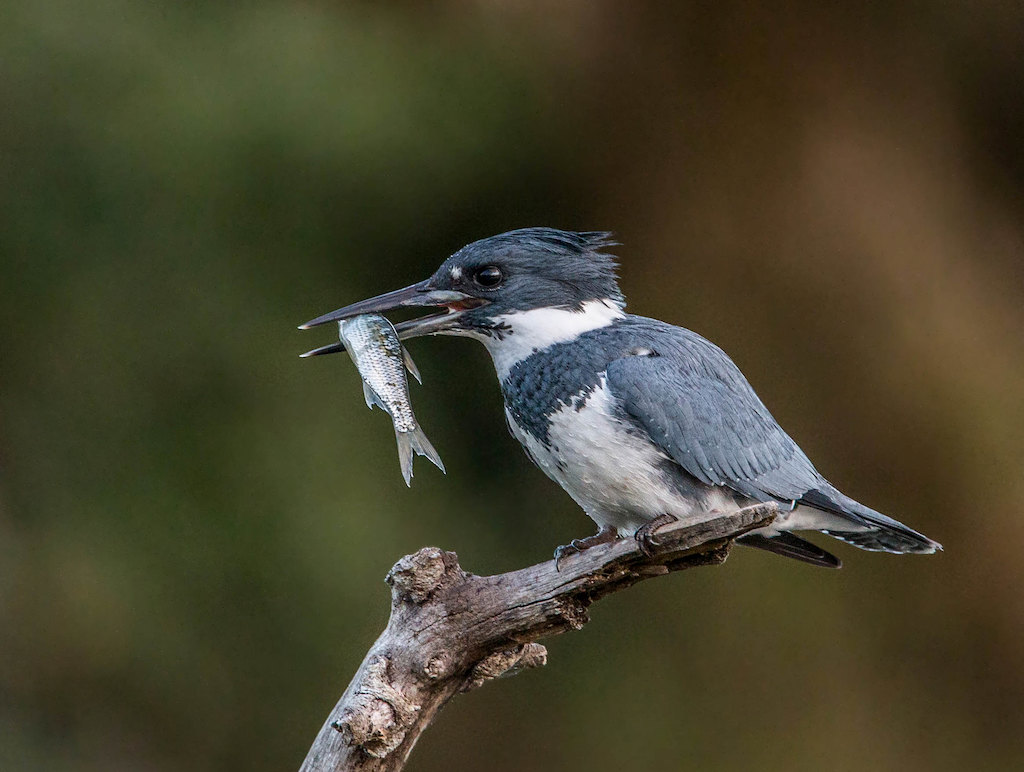 Belted kingfisher eating a fish. Photo: Andy Morffew (CC BY 2.0)