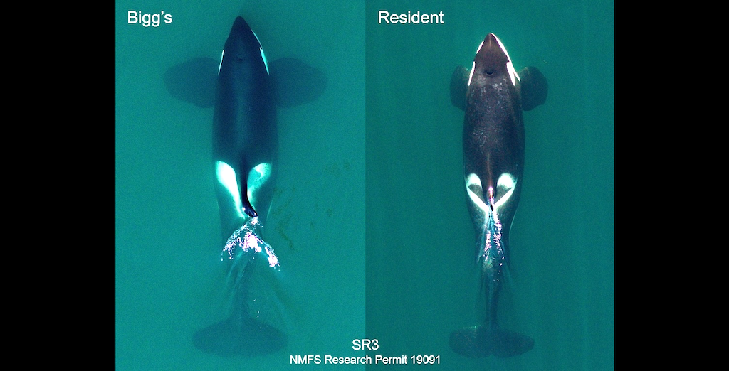 Side by side aerial view photos of two black whales with white patches near the dorsal fin and eyes. Each photo shows the full length of the whales as they swim near the surface of the water. The Bigg’s killer whale (left) is longer than the resident kill