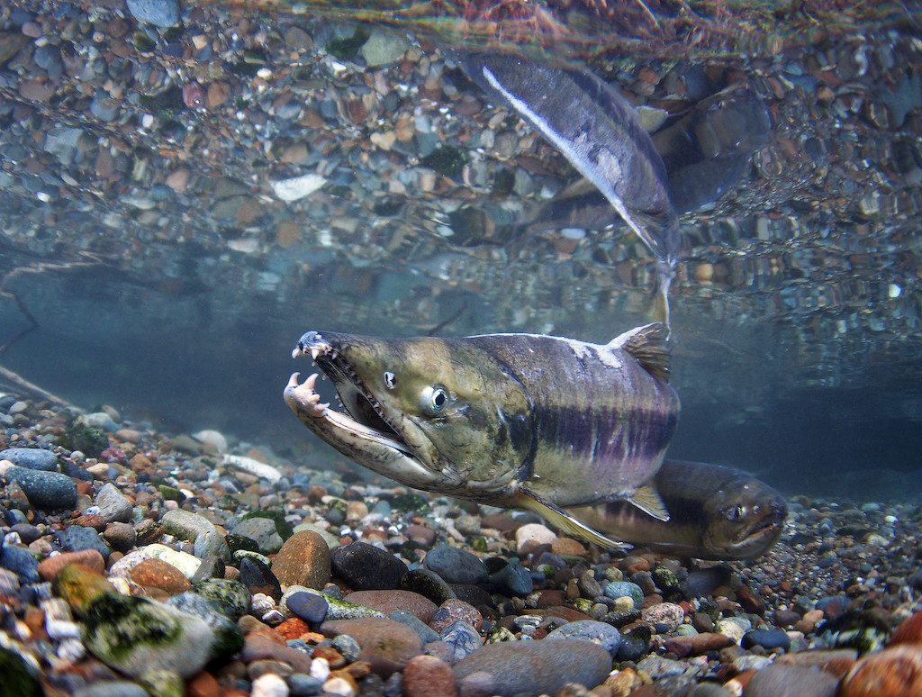 Underwater view of a chum salmon with mouth open and teeth exposed