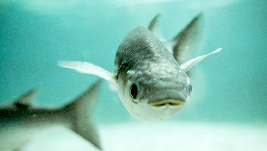 Head on view of a fish swimming under water.
