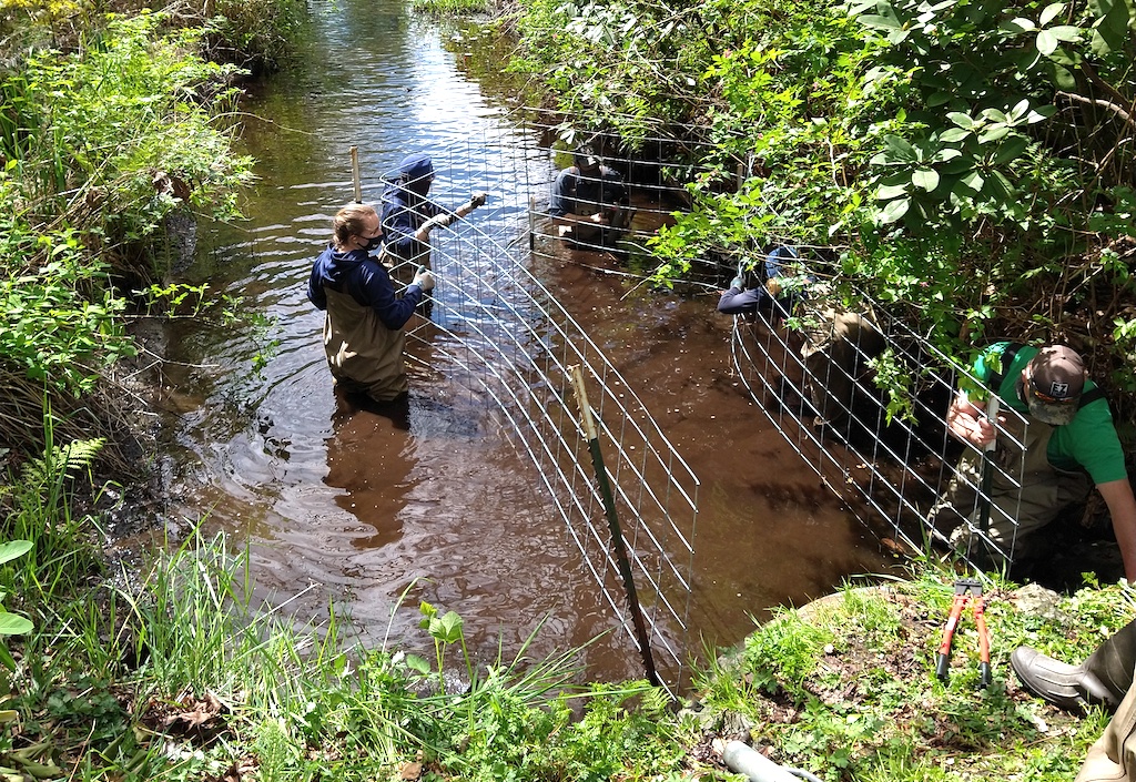 Five people wearing waders and gloves stand in stream to install wire mesh fencing that extends out from a culvert beneath a road.