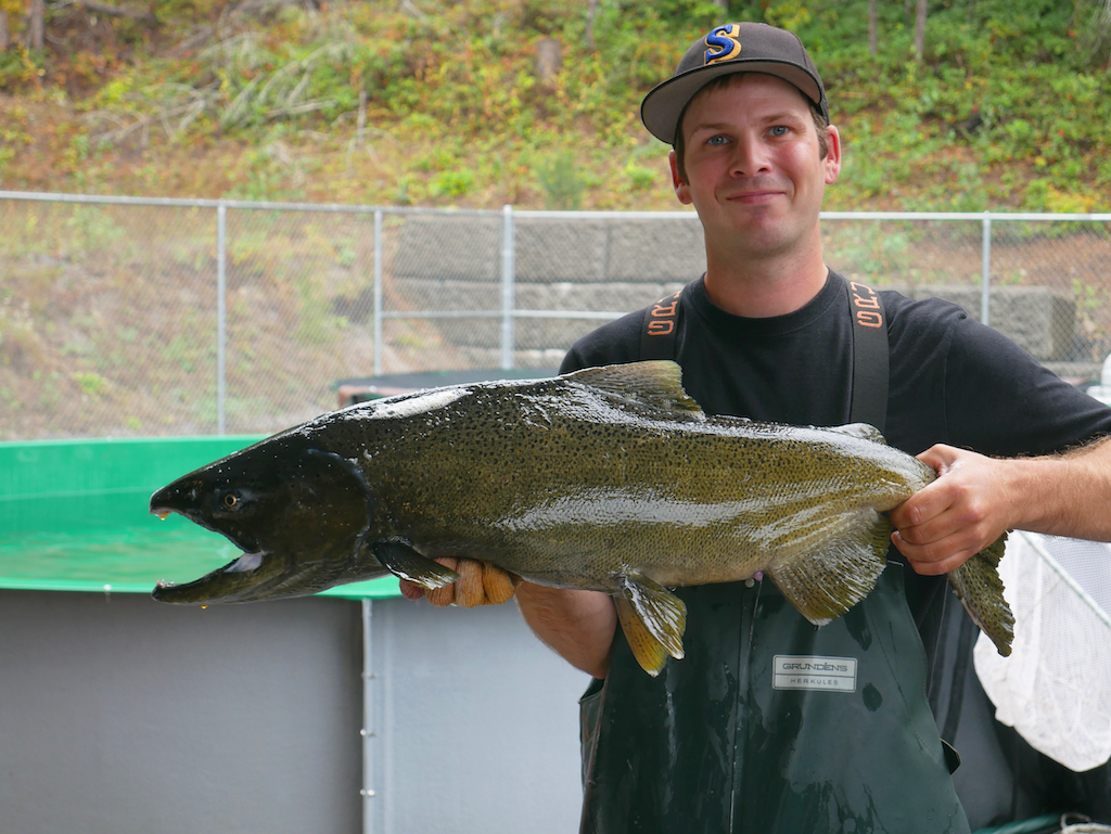 A fishery technician holds up a large female spring chinook salmon.