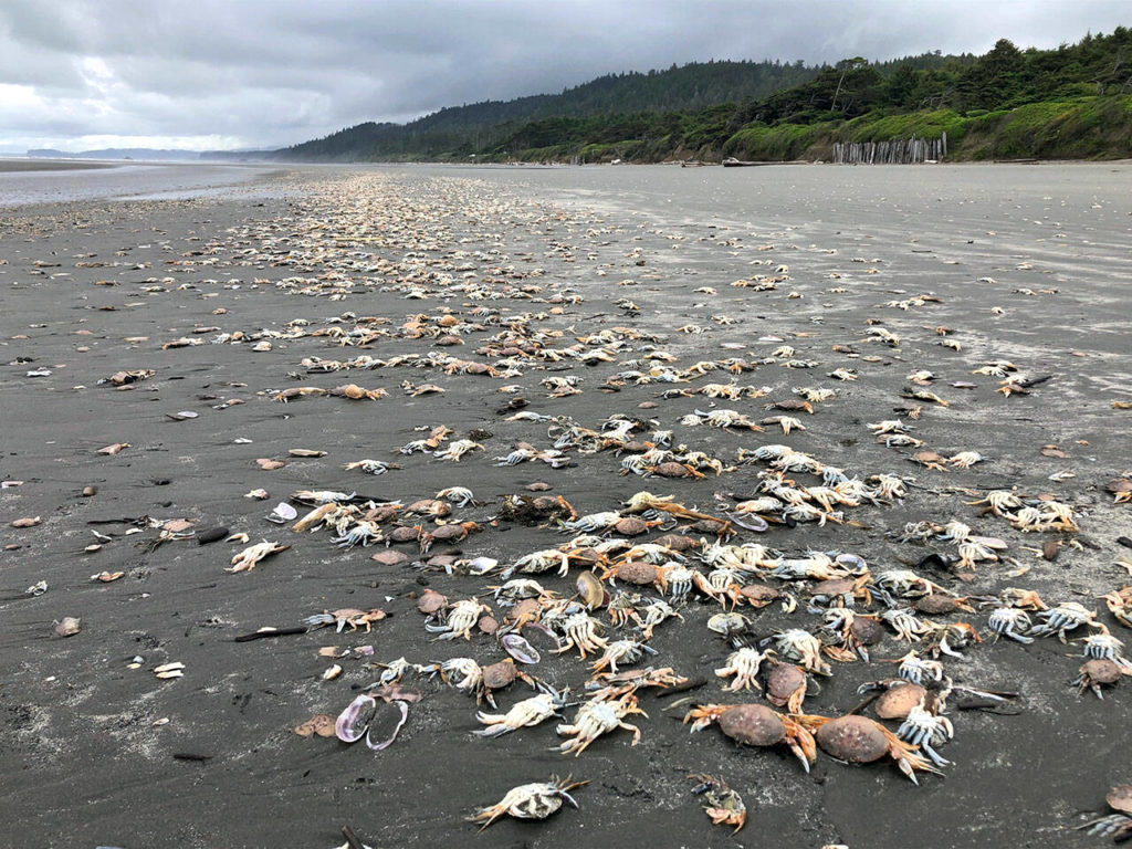 Hundreds of dead crabs washed up on a sandy beach
