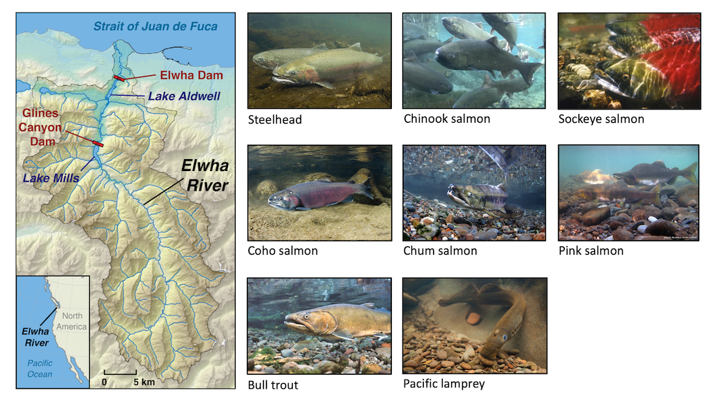 Map showing the Elwha River basin next to images of eight fishes