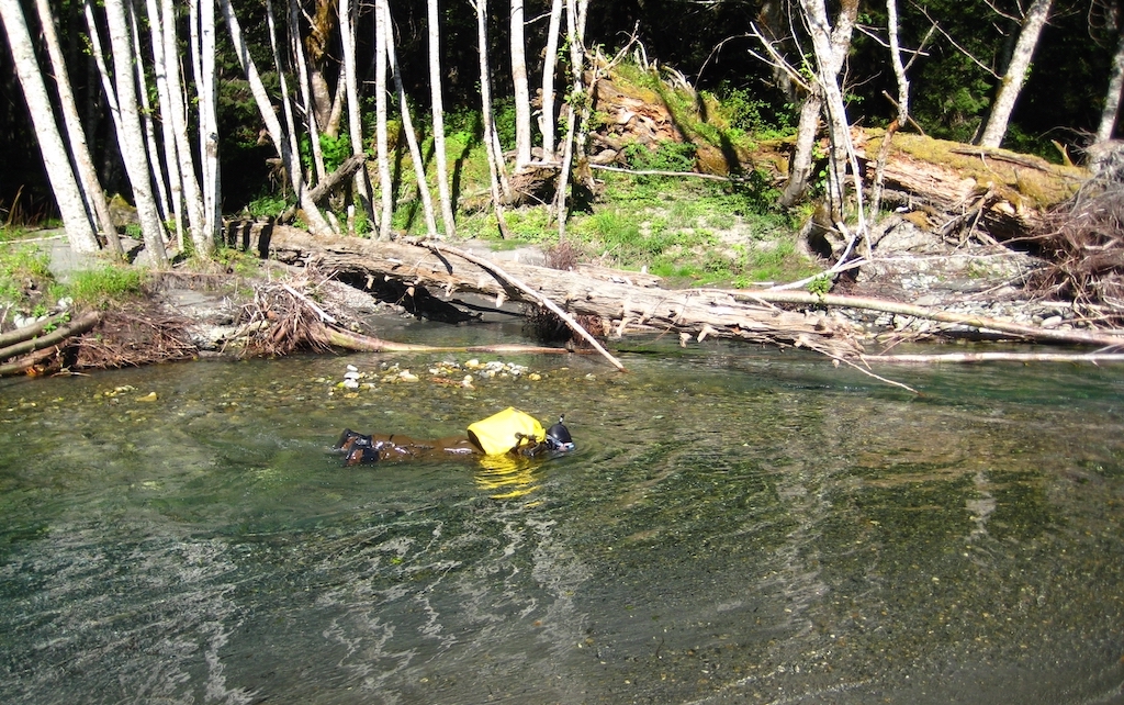 A person swimming in a river wearing snorkeling gear.