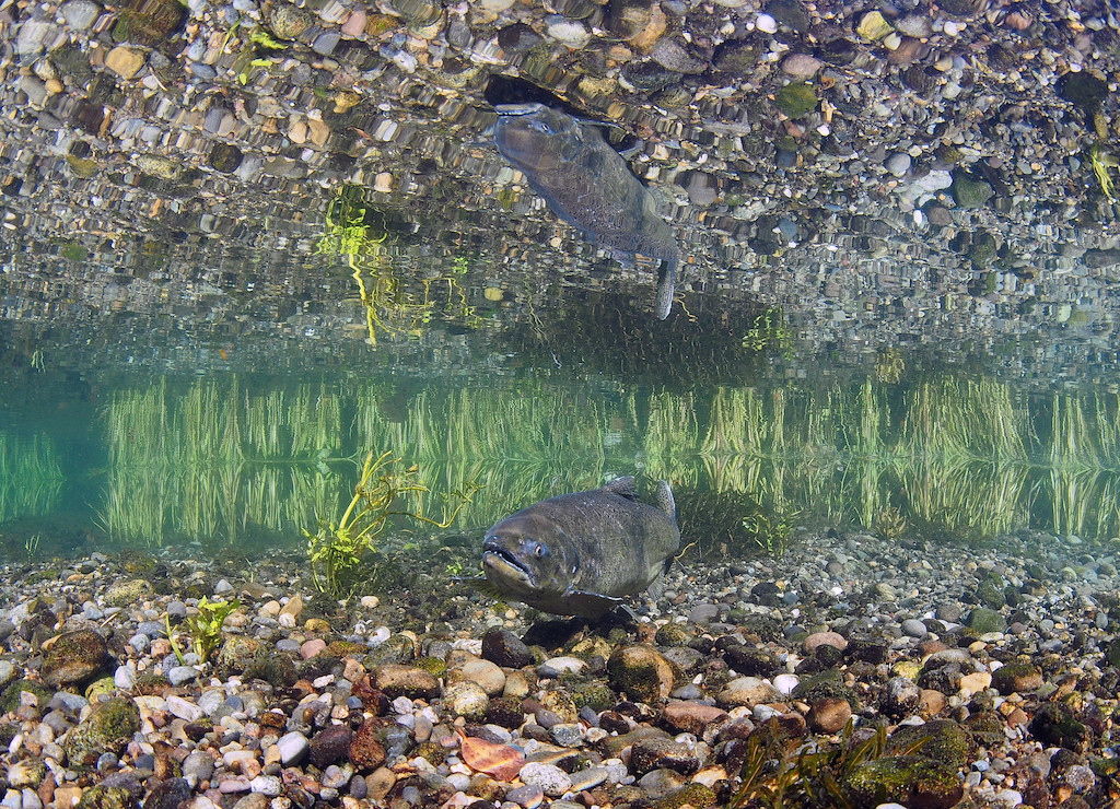 View of a salmon underwater resting on gravel.