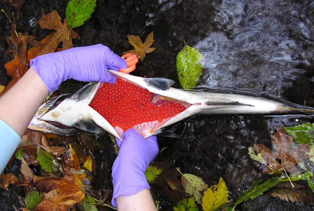A salmon carcass cut open to reveal unreleased eggs.
