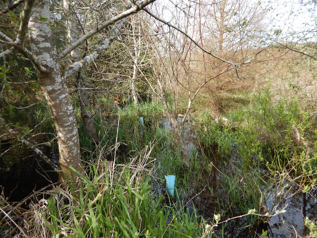 Newly planted vegetation in blue plastic tubes surrounded by standing water caused by beaver damming.