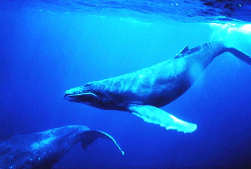 Underwater view of one humpback whale and the tail of another.