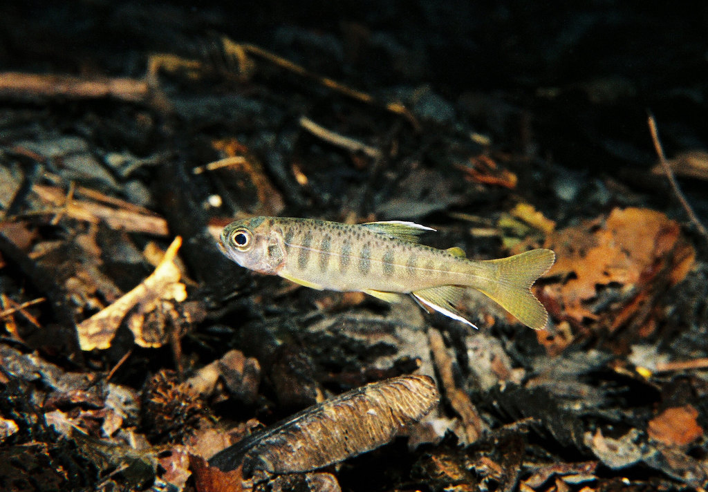 Underwater view of a single juvenile coho salmon with vertical stripes