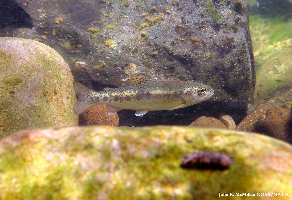 A single juvenile steelhead underwater with rocks in the background