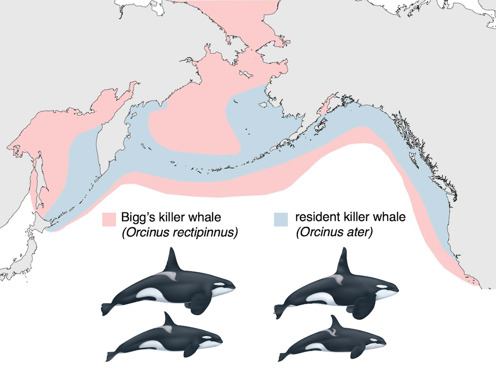 A map of the northern Pacific Ocean showing the range of resident killer whales in blue overlain on a the larger range of Bigg’s killer whales in pink. Illustrations of both types of whales (male and female) are placed below the map.