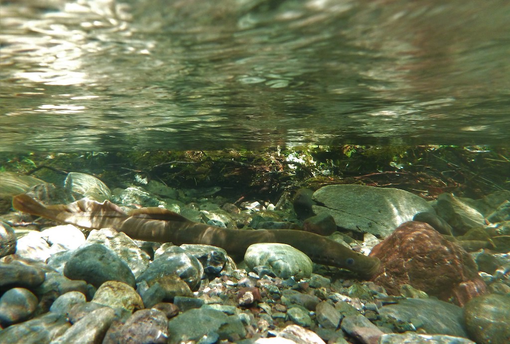 Underwater view of a single Pacific lamprey in a river resting on rocks and sand.
