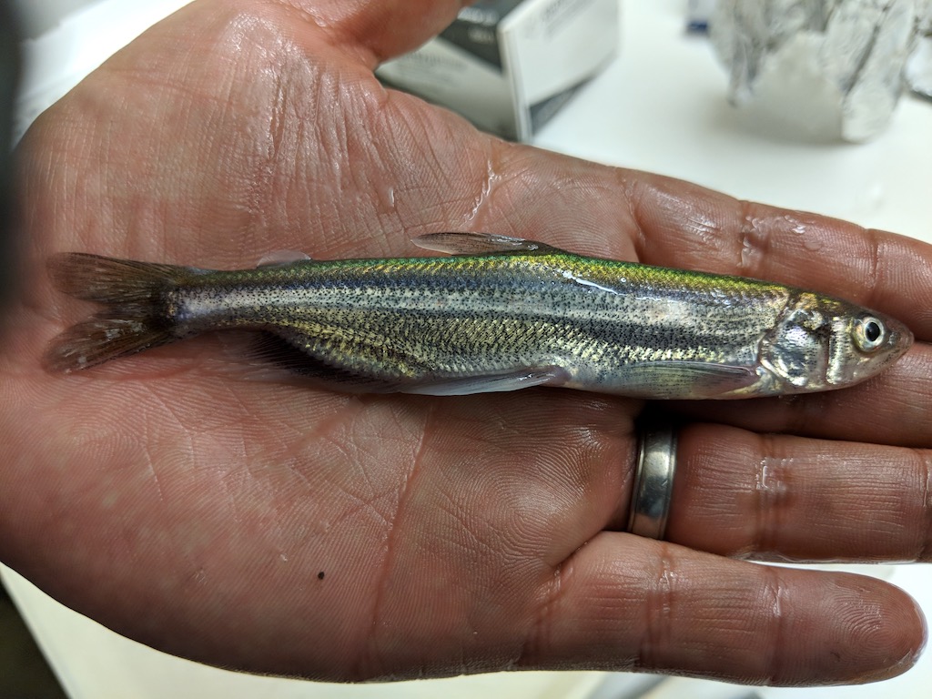 An open hand holding a small, single fish.