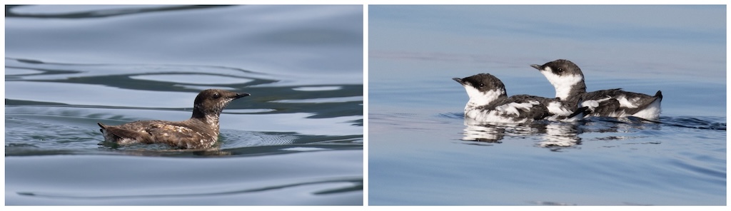 Side by side photos of a single marbled murrelet with breeding plumage that is brown with flecks of what (left) and two marbled murrelets with nonbreeding plumage that is black on top and white on the throat and belly.
