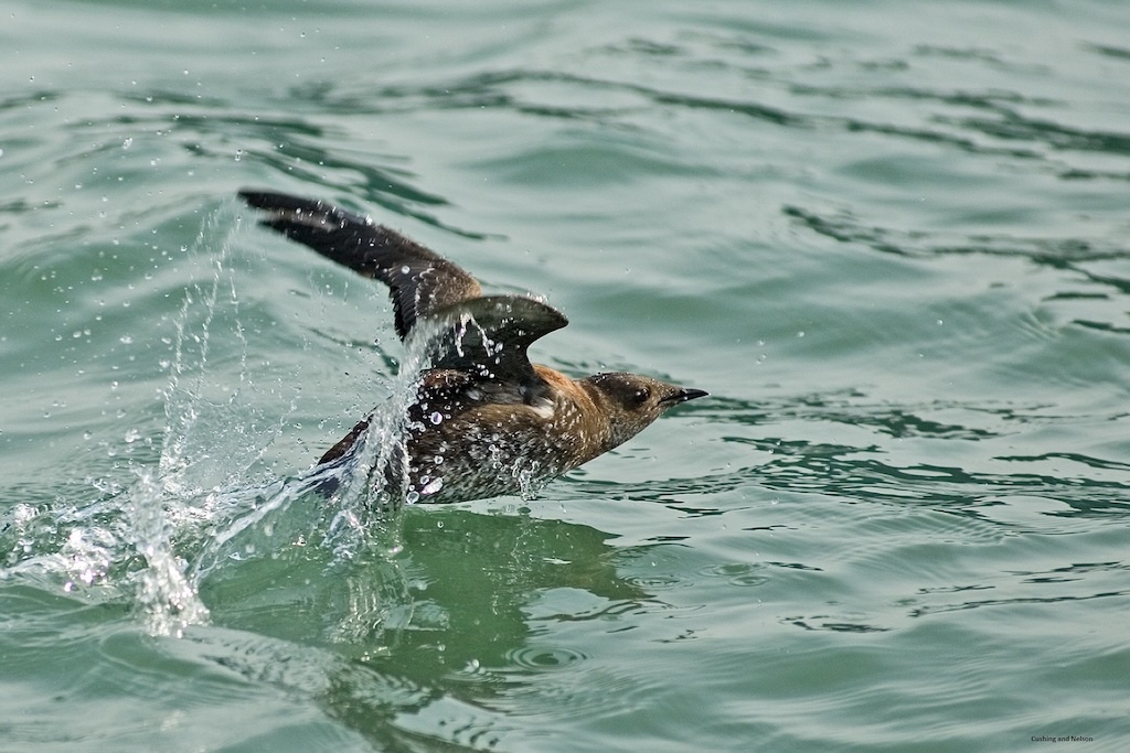 A single brown seabird creating a splash of white water as it starts to take flight from green water.