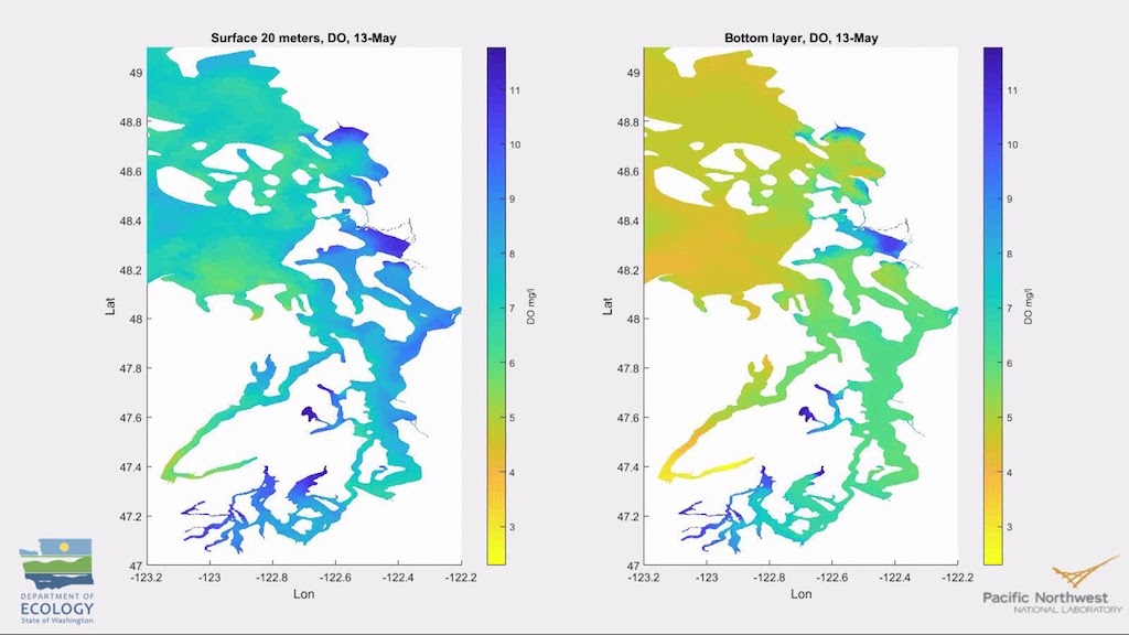 Two maps showing levels of dissolved oxygen of the Salish Sea near the surface in blue/green tones and at the bottom in yellow/green tones.