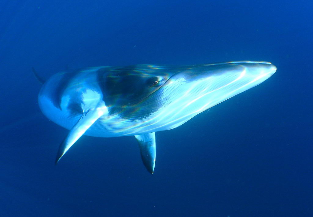 Minke whale under water.