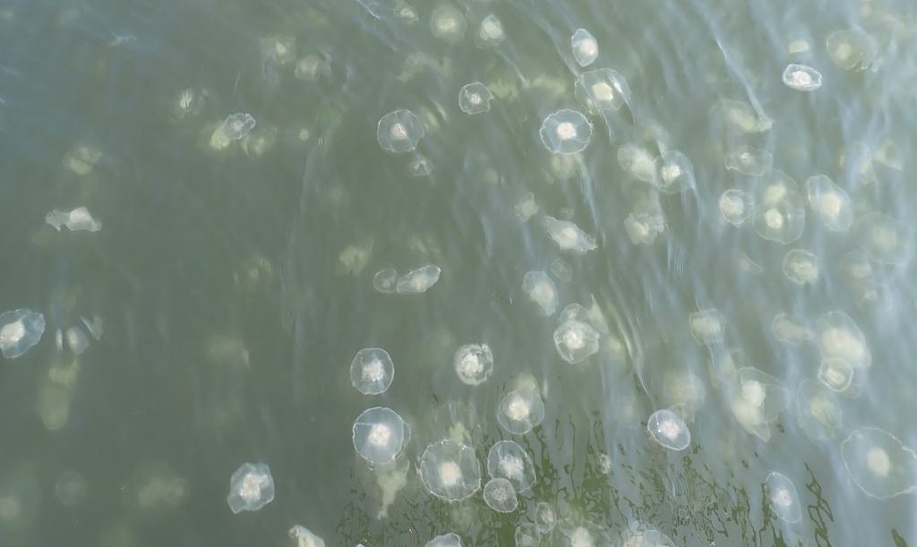 A view of the ocean’s surface showing a large number of white jellyfish floating in the water. 