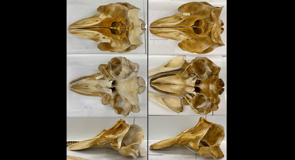 Side by side comparison of three photos of whale skulls.
