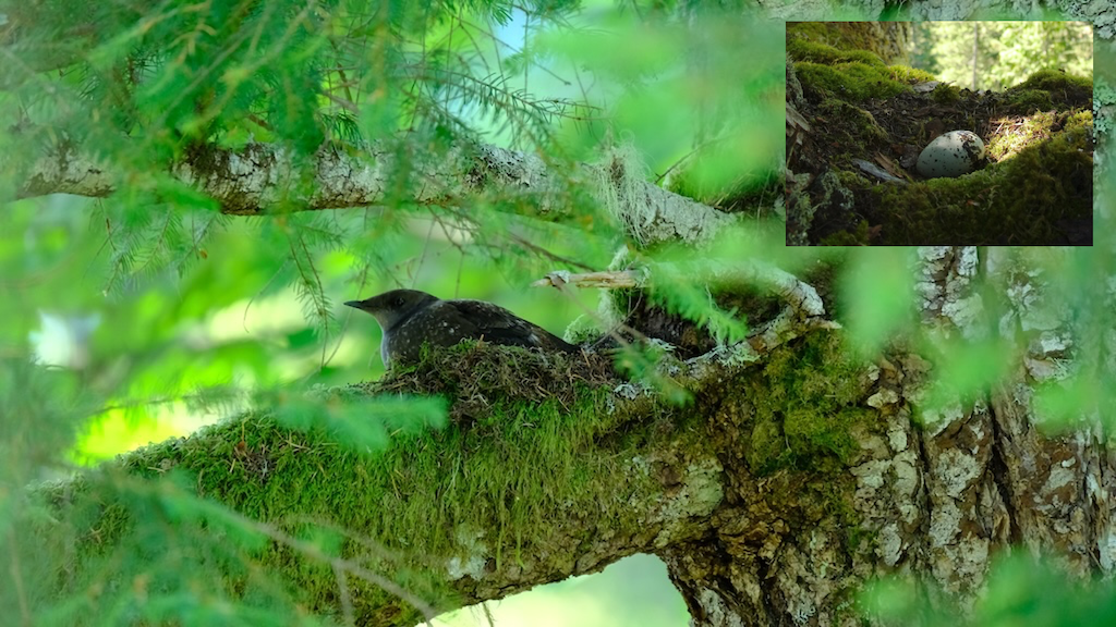 Two photos: One shows a single dark grey bird sitting in a nest on a tree branch covered with green moss; a smaller inset photo shows a nest with a single speckled blue egg.