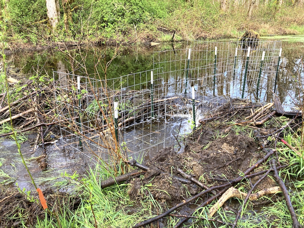 A large wire cage placed in the middle of a beaver dam that crosses a stream.