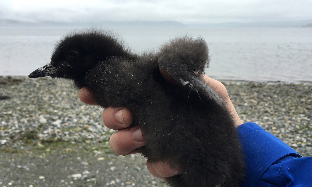 A downy black bird chick held in a human hand in the foreground with beach, open water and grey clouds in the background.