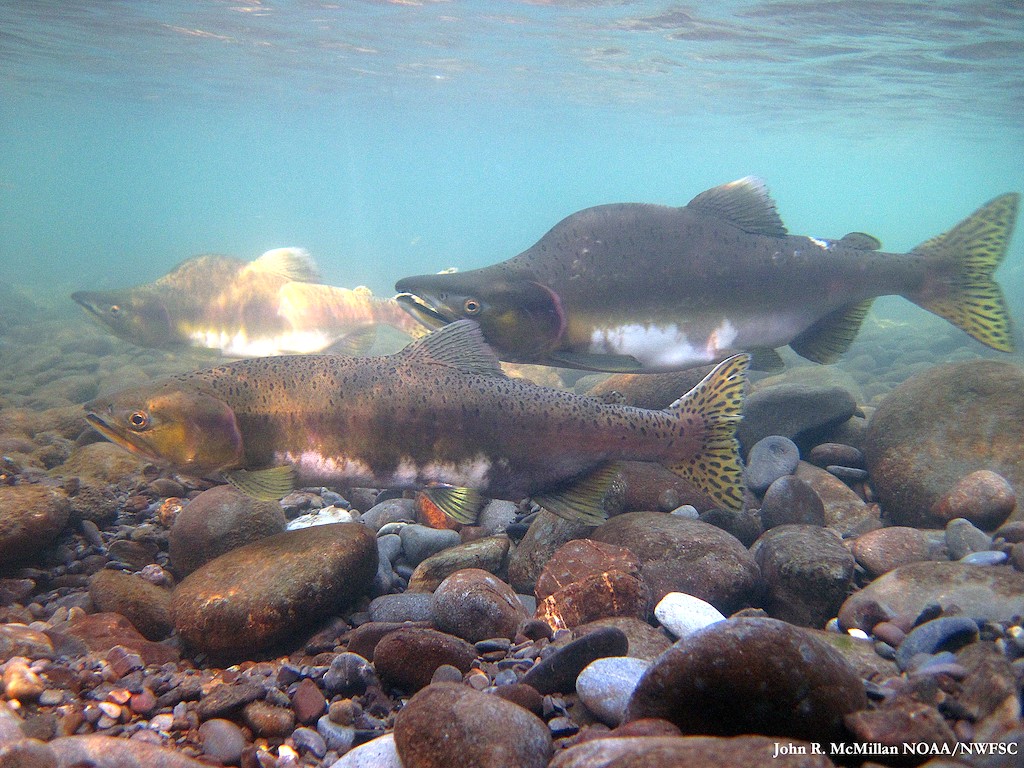 Underwater view of two salmon with spots on the upper part of their bodies, one with humped back
