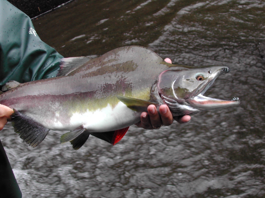 A person’s arm holding a single male pink salmon with a humped back.
