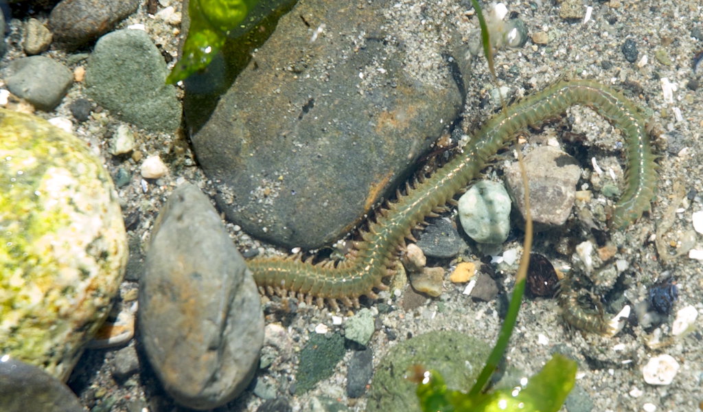A green, segmented worm with multiple legs seen underwater resting on the sea floor next to rocks and seaweed. 