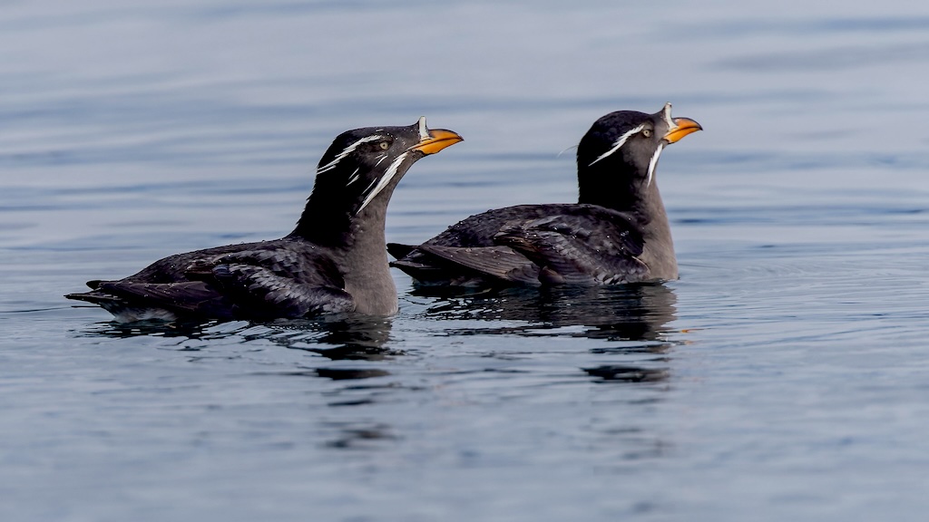 Two dark gray birds with orange bills and white tufts above and below their eyes float on the water surface.