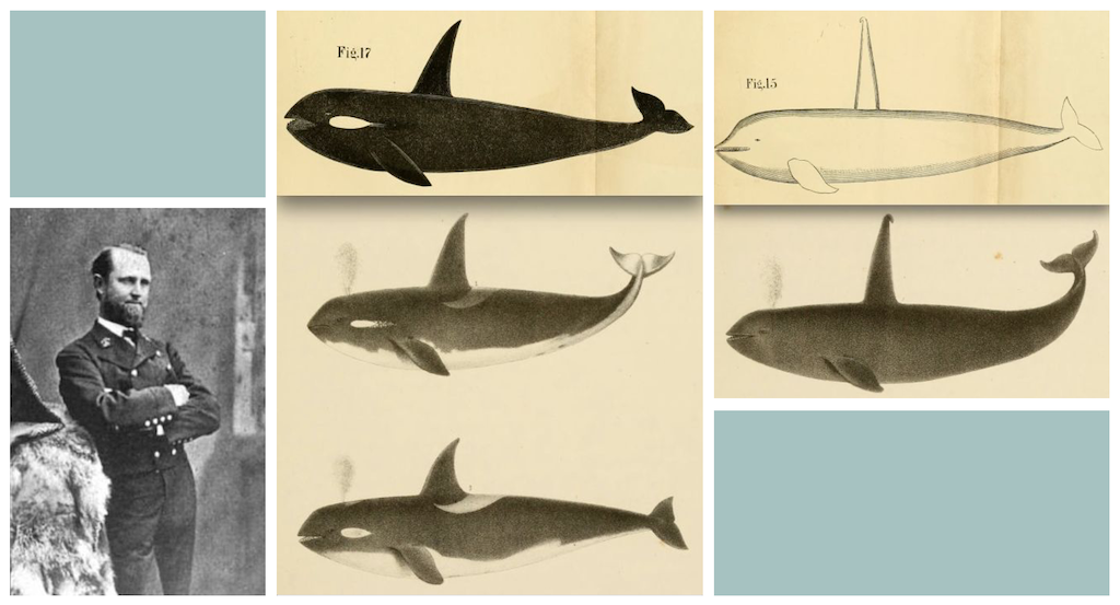 Collage with three images. On the left is a historic black and white photo of sea captain in uniform stading with folded arms; in the center are three hand-drawn sepia tone sketches of killer whales; and on the right are two hand-drawn sepia tone sketches
