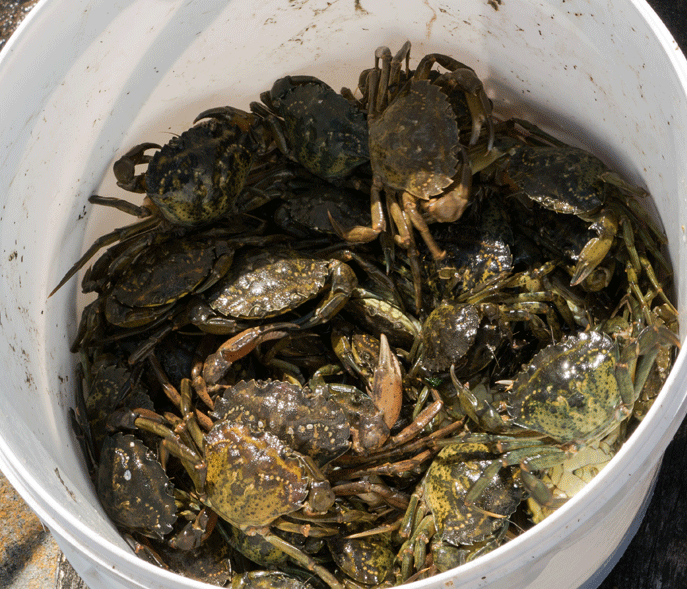 A bucket of European green crabs (Carcinus maenas). Photo: W.carter (CC BY 1.0) 