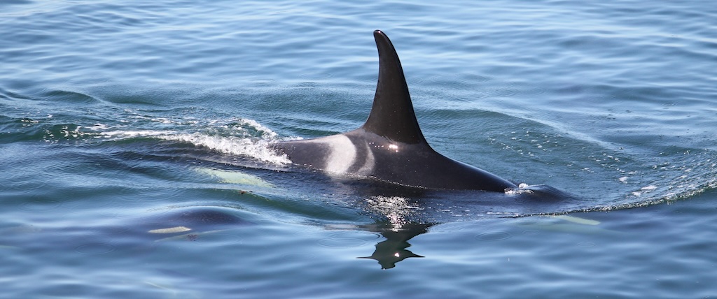 The dorsal fin and back of an adult southern resident killer whale seen above water with juvenile swimming alongside under water.