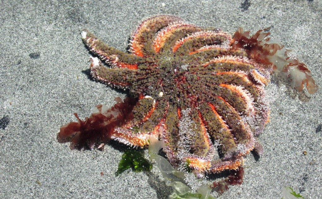 The sunflower sea star (Pycnopodia helianthoides) is a predator of the pinto abalone. Photo: J Brew (CC BY-SA 2.0)