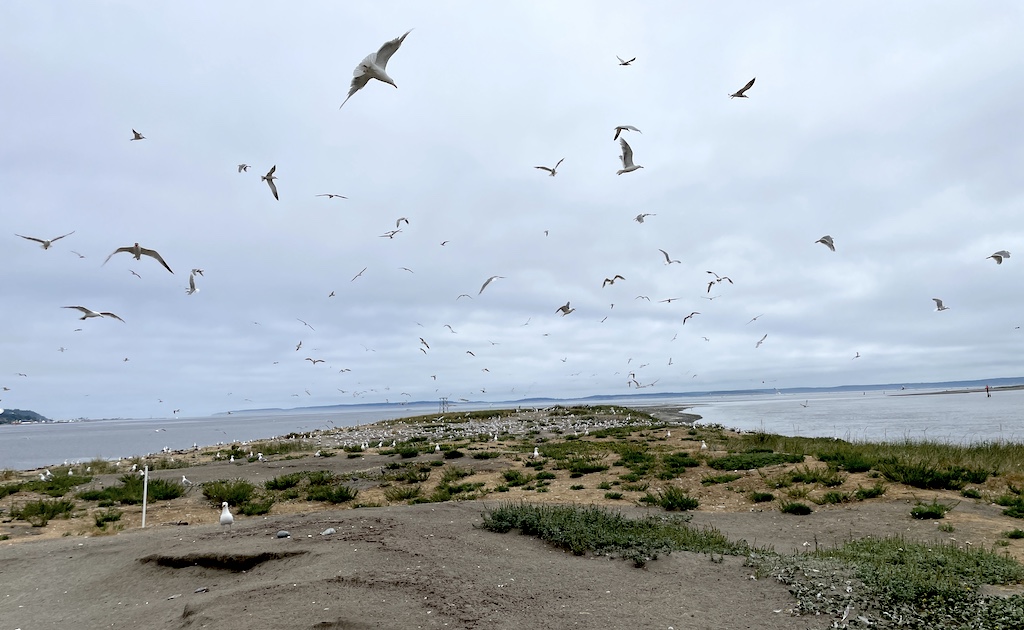 Many birds in flight above a narrow strip of beach with water on three sides and land in the far distance and gray skies above.