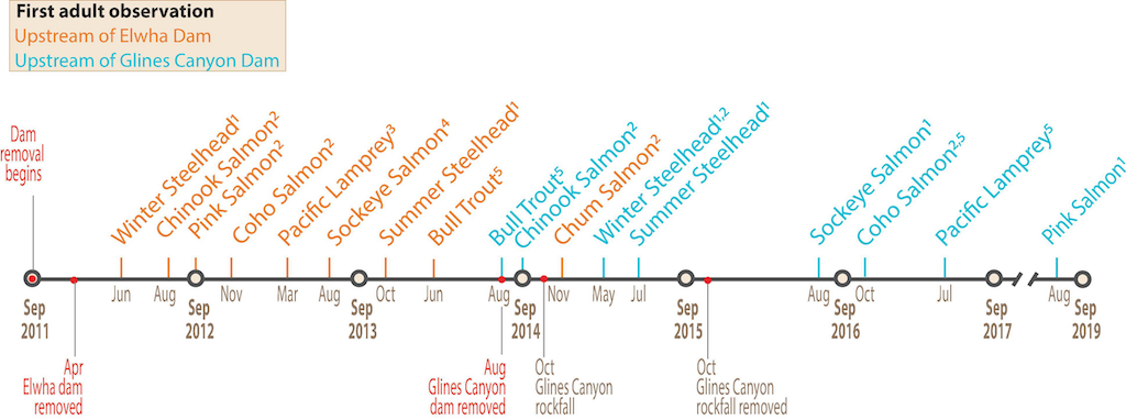 Timeline showing the dates of dam removal and first observations of adult migratory fish upstream of Elwha Dam (orange lines) and Glines Canyon Dam (blue lines)