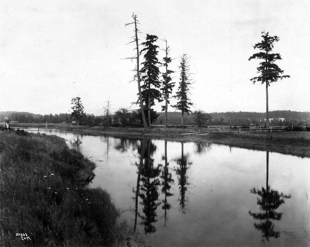 Historical black and photograph of five tall conifer trees next to glassy body of water with land on both sides.