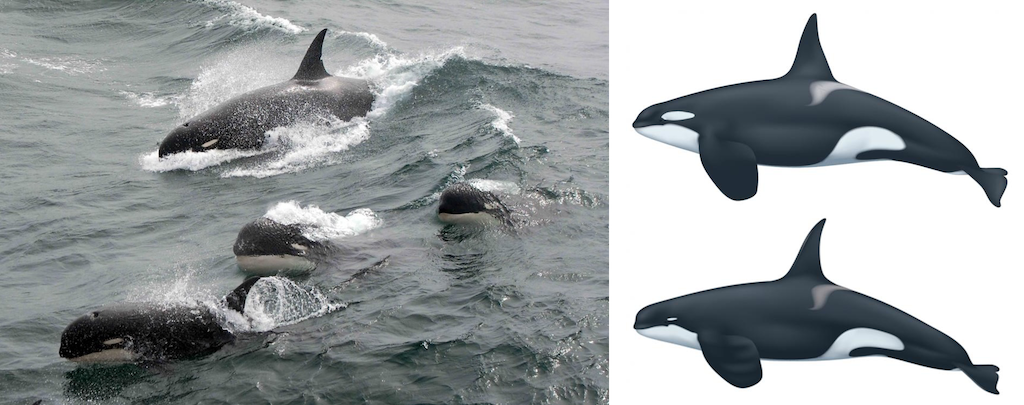 Two photos. On the left is group of four killer whales swimming in open water each with a small white eyepatch and white chin. On the right are two illustrations, one of black and white killer whale with a larger eyepatch and another of Type D killer whal