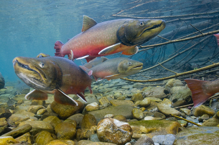 Bull Trout (Salvelinus confluentus)