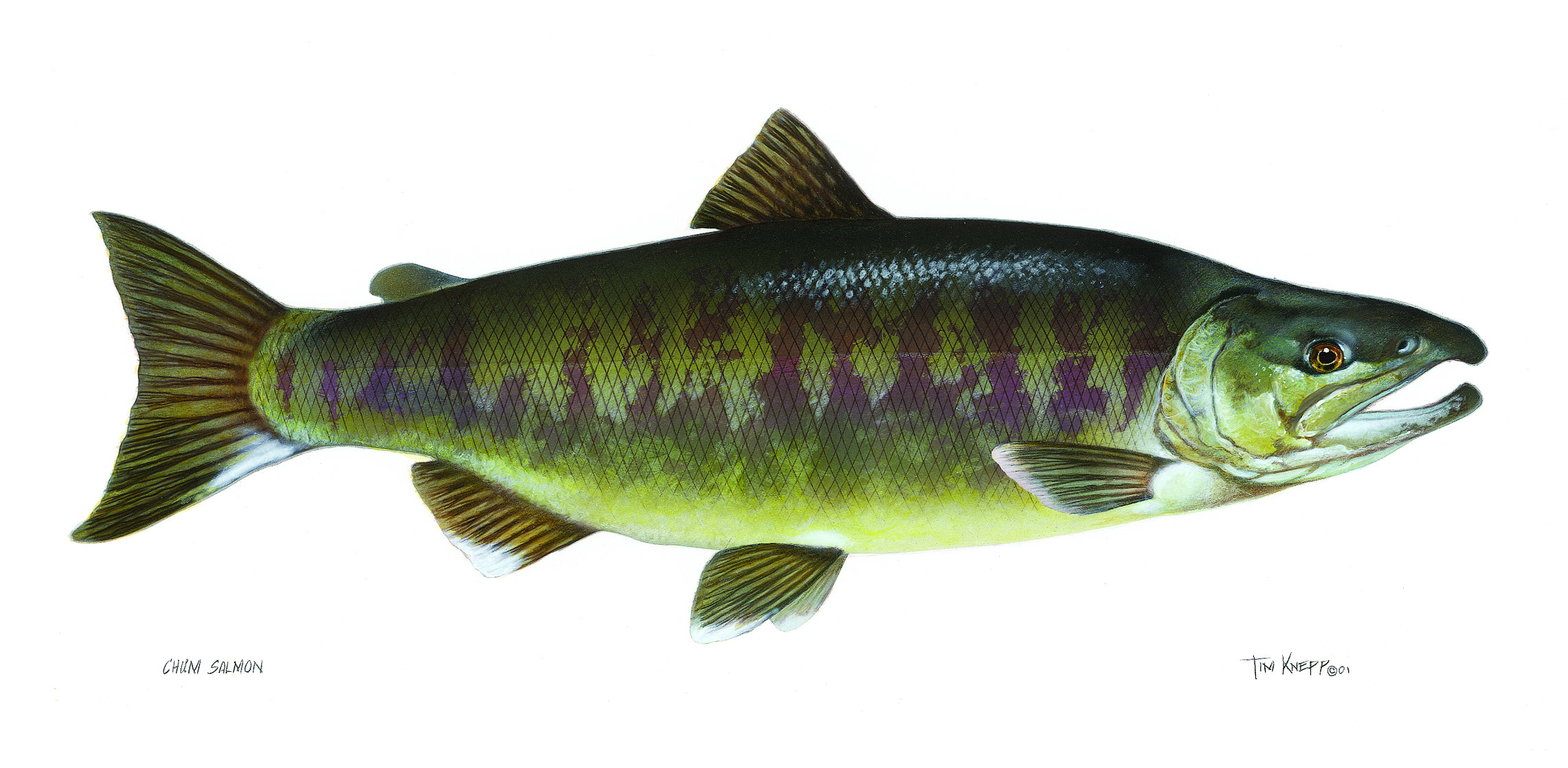 Chum Salmon (Oncorhynchus keta)