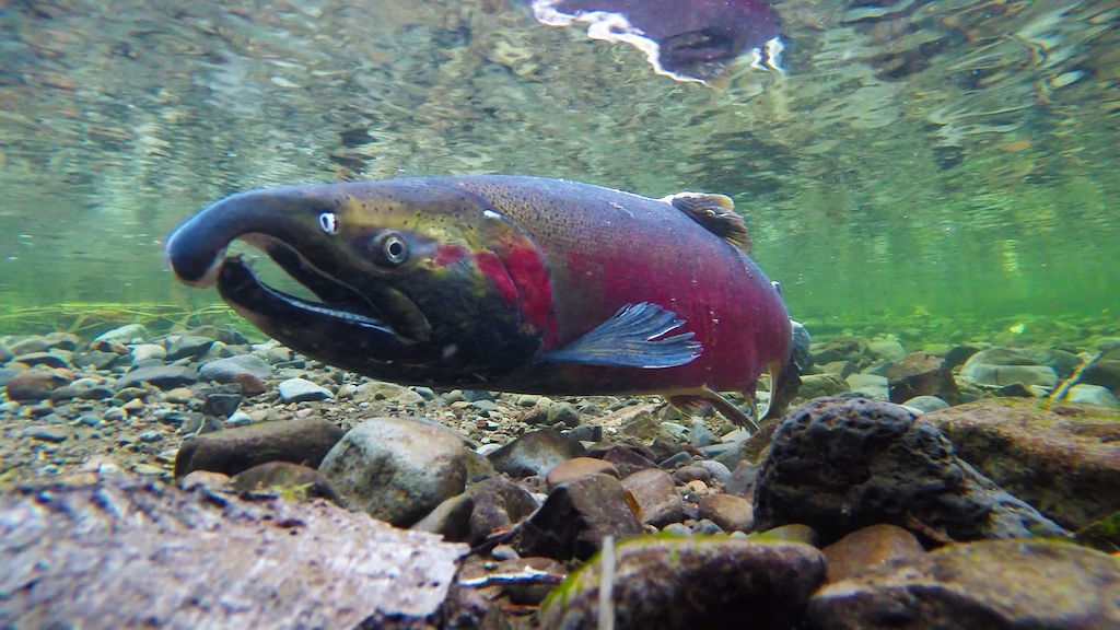 Underwater image of a coho salmon spawning on the Salmon River. Photo: BLM