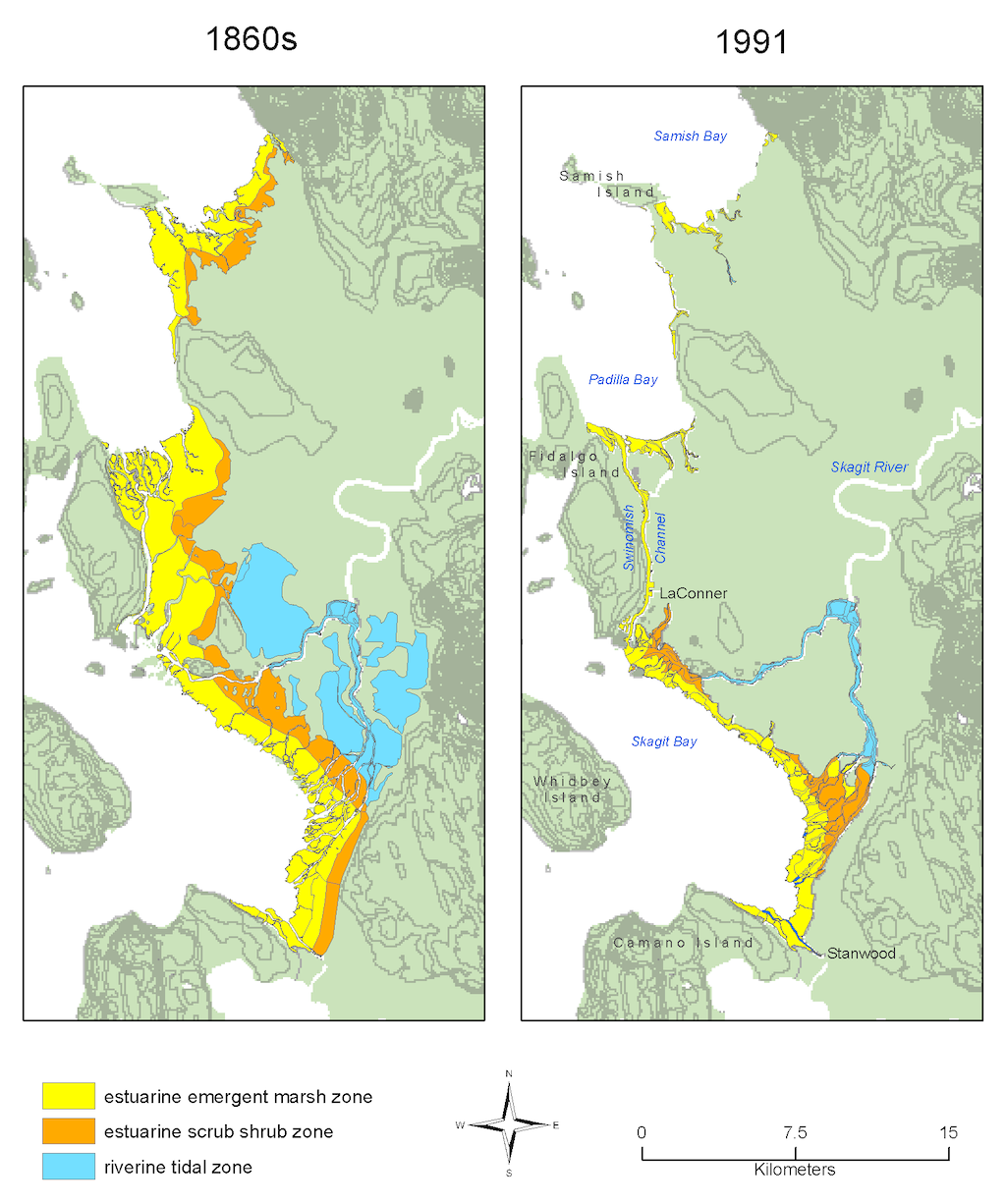 Two maps of the Skagit River Delta comparing a larger area of estuary habitat in the 1860s to a smaller area in 1991.