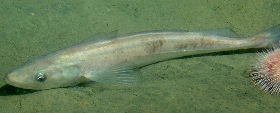 Underwater view of Pacific hake fish resting on sand.