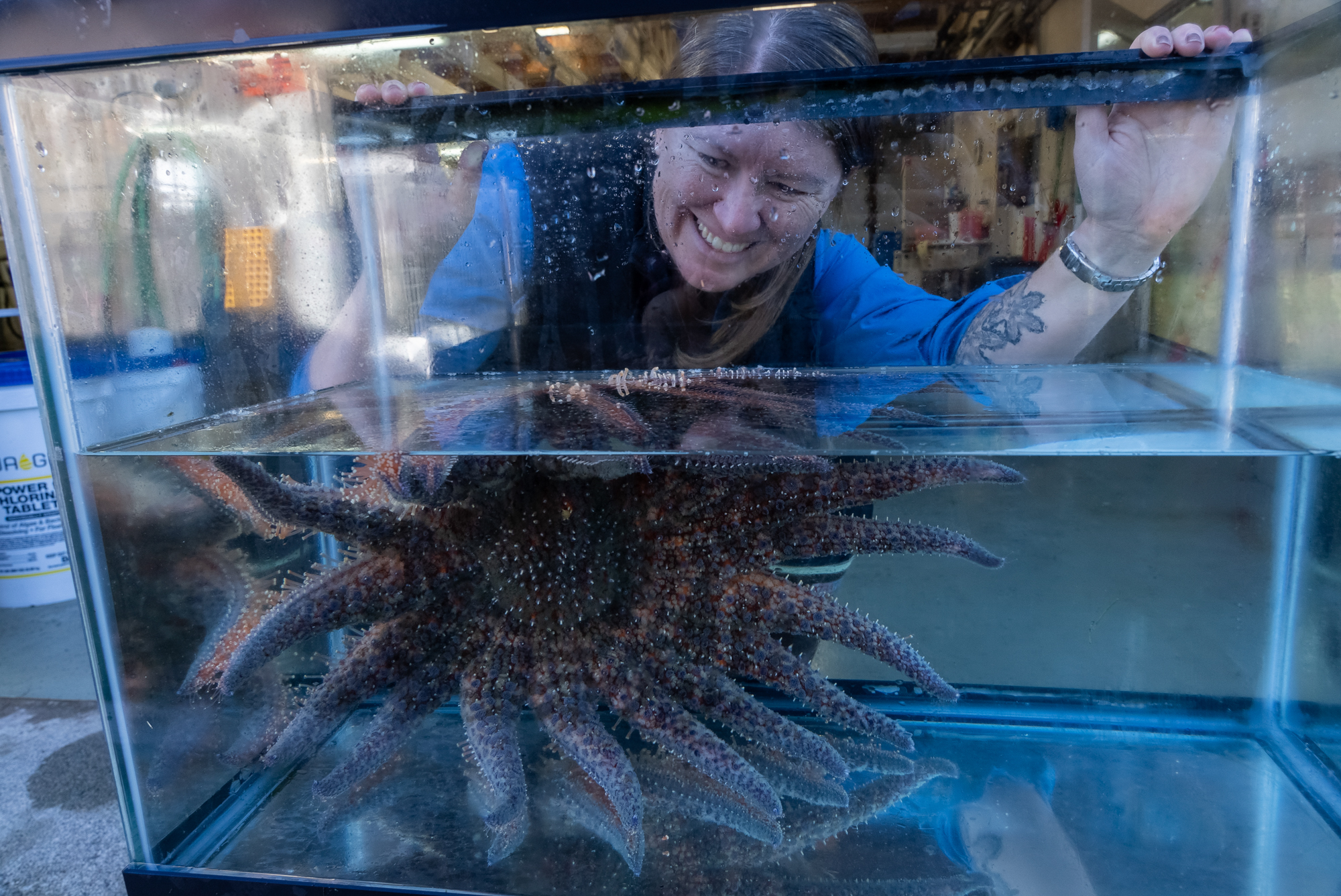A researcher smiling while observing a large sunflower sea star in a glass aquarium tank in a laboratory setting.