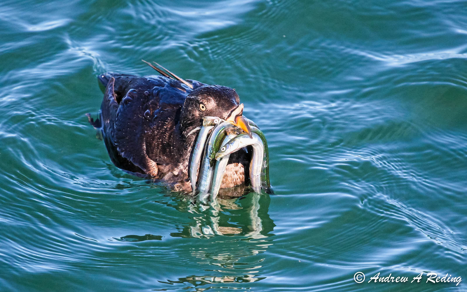 A seabird with several small fish in its bill surrounded by green water. 
