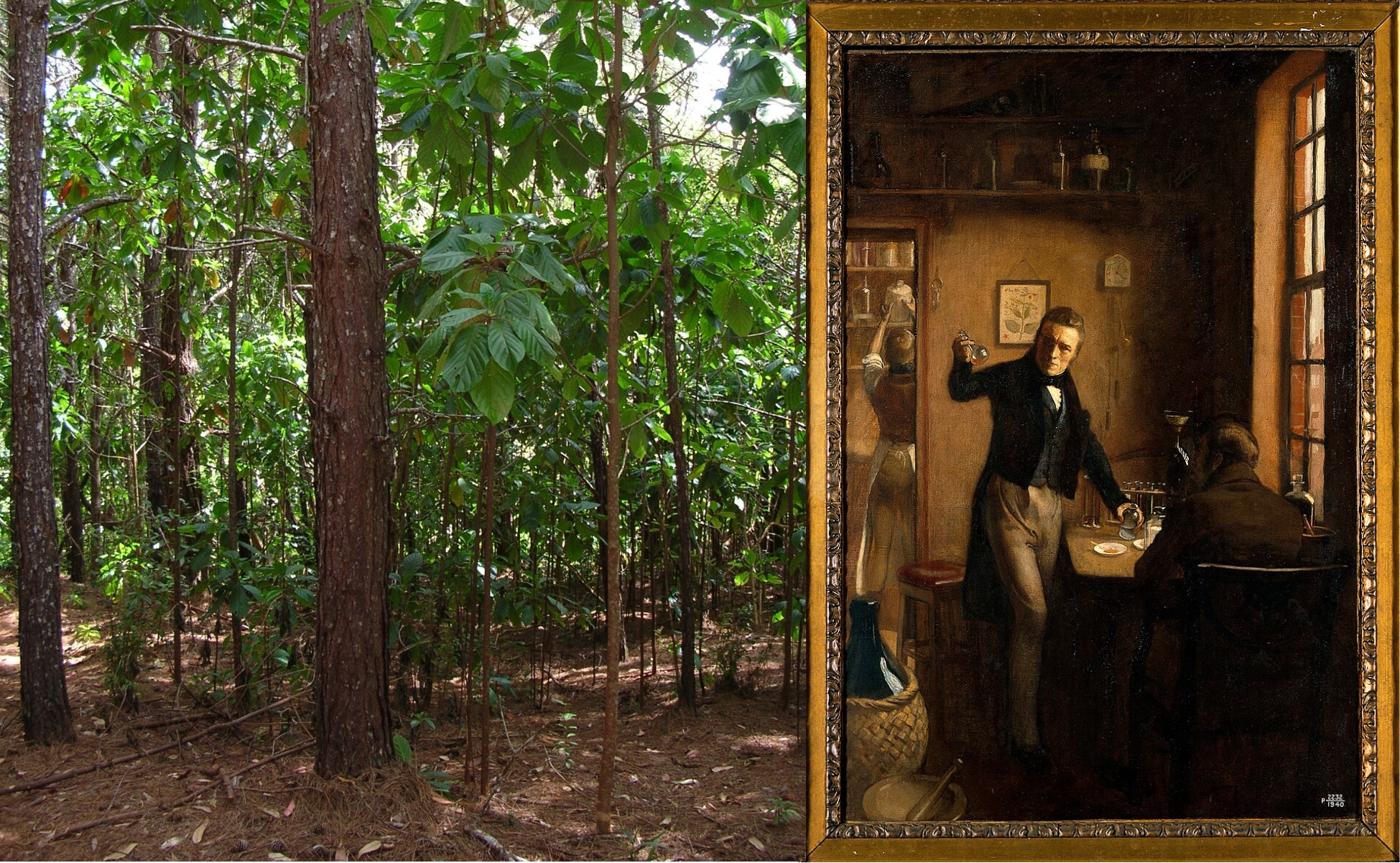 Split image showing cinchona forest on left and historical painting depicting quinine's discovery on right