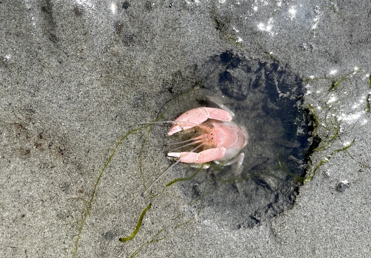 A single, pink ghost shrimp emerging from a hole in the sand with water in it.