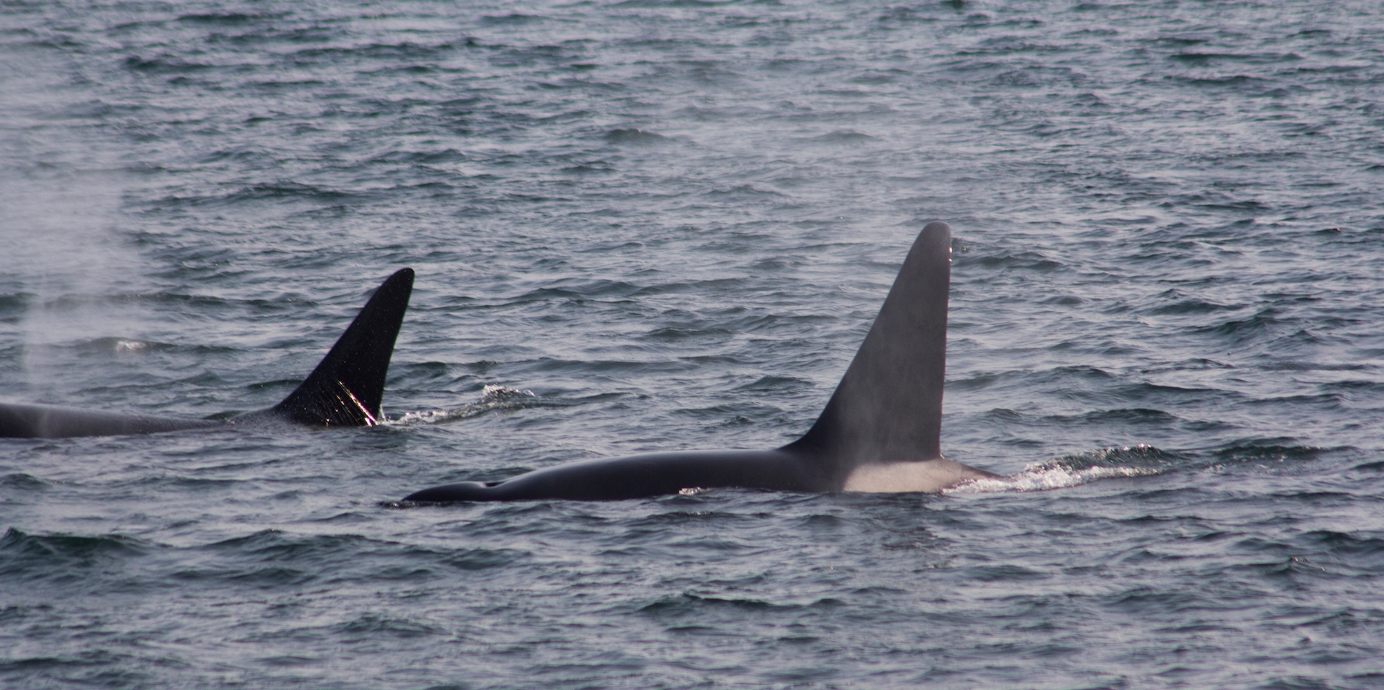 Dorsal fins of two killer whales showing above water.
