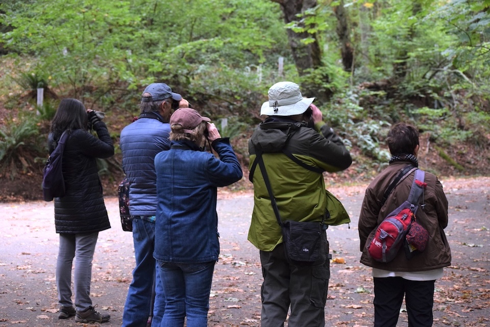 Five people outdoors looking through binoculars with the backs to the camera and greenery in the background.